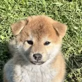 柴犬(標準サイズ)