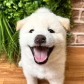 柴犬(標準サイズ)