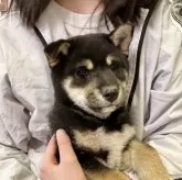 柴犬(標準サイズ)
