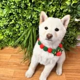 柴犬(標準サイズ)