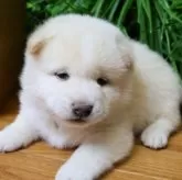 柴犬(標準サイズ)