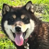 柴犬(標準サイズ)