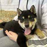 柴犬(標準サイズ)【北海道・男の子・2025年2月14日・黒】の写真2