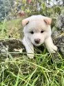柴犬(標準サイズ)【北海道・男の子・2025年8月20日・白】の写真2