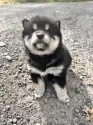 柴犬(標準サイズ)【北海道・女の子・2025年9月3日・黒】の写真2