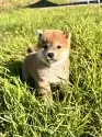 柴犬(標準サイズ)【北海道・女の子・2025年8月16日・赤】の写真2