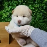柴犬(標準サイズ)【北海道・男の子・2025年7月30日・白】の写真3