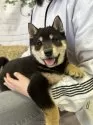 柴犬(標準サイズ)【北海道・男の子・2025年2月14日・黒】の写真3