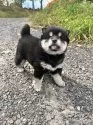柴犬(標準サイズ)【北海道・女の子・2025年9月3日・黒】の写真3