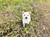 柴犬(標準サイズ)【北海道・女の子・2025年8月16日・白】の写真3
