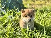 柴犬(標準サイズ)【北海道・女の子・2025年8月16日・赤】の写真4
