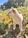 柴犬(標準サイズ)【北海道・女の子・2025年7月27日・白】の写真2