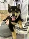 柴犬(標準サイズ)【北海道・男の子・2025年2月14日・黒】の写真4