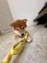柴犬(標準サイズ)【北海道・女の子・2025年8月20日・赤】の写真4