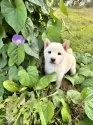 柴犬(標準サイズ)【北海道・女の子・2025年8月16日・白】の写真4