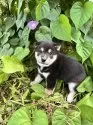 柴犬(標準サイズ)【北海道・男の子・2025年8月16日・黒】の写真3
