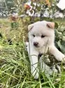 柴犬(標準サイズ)【北海道・男の子・2025年8月20日・白】の写真5
