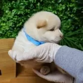 柴犬(標準サイズ)【北海道・男の子・2025年7月30日・白】の写真5