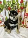 柴犬(標準サイズ)【北海道・男の子・2025年5月8日・黒】の写真5