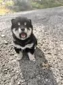 柴犬(標準サイズ)【北海道・女の子・2025年9月3日・黒】の写真5