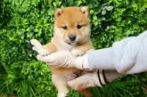 柴犬(標準サイズ)【北海道・男の子・2025年6月25日・赤】の写真4
