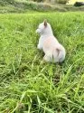 柴犬(標準サイズ)【北海道・女の子・2025年8月16日・白】の写真5