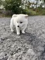 柴犬(標準サイズ)【北海道・女の子・2025年9月3日・白】の写真5