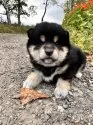 柴犬(標準サイズ)【北海道・女の子・2025年9月3日・黒】の写真6