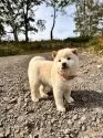 柴犬(標準サイズ)【北海道・女の子・2025年8月16日・白】の写真6
