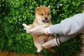 柴犬(標準サイズ)【北海道・男の子・2025年6月25日・赤】の写真5