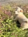 柴犬(標準サイズ)【北海道・男の子・2025年7月30日・白】の写真6