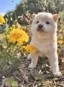 柴犬(標準サイズ)【北海道・女の子・2025年9月3日・白】の写真6