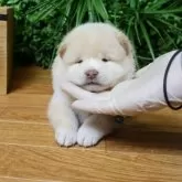 柴犬(標準サイズ)【北海道・男の子・2025年7月30日・白】の写真6