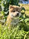 柴犬(標準サイズ)【北海道・女の子・2025年8月16日・赤】の写真6