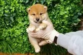 柴犬(標準サイズ)【北海道・男の子・2025年6月25日・赤】の写真6