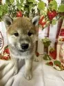 柴犬(標準サイズ)【北海道・女の子・2025年5月8日・赤】の写真6