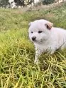 柴犬(標準サイズ)【北海道・男の子・2025年8月20日・白】の写真7