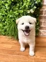 柴犬(標準サイズ)【北海道・男の子・2025年7月30日・白】の写真5