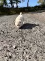 柴犬(標準サイズ)【北海道・女の子・2025年9月3日・白】の写真7