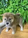 柴犬(標準サイズ)【北海道・男の子・2025年4月24日・赤】の写真6