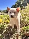 柴犬(標準サイズ)【北海道・女の子・2025年7月27日・白】の写真5