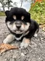 柴犬(標準サイズ)【北海道・女の子・2025年9月3日・黒】の写真7