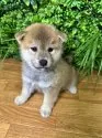 柴犬(標準サイズ)【北海道・男の子・2025年4月24日・赤】の写真7
