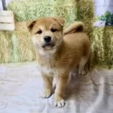 柴犬(標準サイズ)【北海道・男の子・2025年6月25日・赤】の写真5