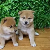 柴犬(標準サイズ)【北海道・男の子・2025年6月25日・赤】の写真4「正面を向いてる子」