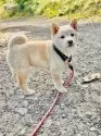 柴犬(標準サイズ)【北海道・女の子・2025年7月27日・白】の写真8