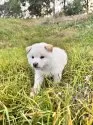 柴犬(標準サイズ)【北海道・男の子・2025年8月20日・白】の写真8
