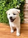 柴犬(標準サイズ)【北海道・男の子・2025年7月30日・白】の写真6