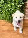 柴犬(標準サイズ)【北海道・男の子・2025年7月30日・白】の写真7