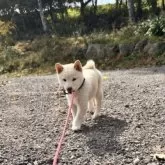 柴犬(標準サイズ)【北海道・女の子・2025年7月27日・白】の写真9